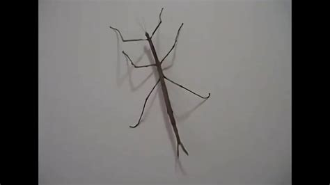 Why Do Stick Bugs Dance and What Lurk Behind Their Zany Zest for Movement?